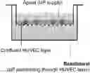 Fig. 01 - Quinic acid-modified nanoparticles and uses thereof