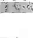 Fig. 02 - Quinic acid-modified nanoparticles and uses thereof