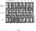 Fig. 08 - Quinic acid-modified nanoparticles and uses thereof