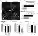 Fig. 09 - METHODS OF TREATING PSYCHIATRIC STRESS DISORDERS
