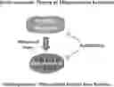 Fig. 01 - Mitoriboscins: mitochondrial-based therapeutics targeting cancer cells, bacteria and pathogenic yeast