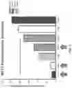 Fig. 09 - Mitoriboscins: mitochondrial-based therapeutics targeting cancer cells, bacteria and pathogenic yeast