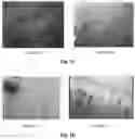 Fig. 03 - Health functional food for reducing and preventing capillary hemorrhage