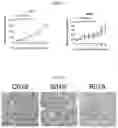 Fig. 02 - Method for preventing or treating tumor diseases with a combination of tyrosine kinase inhibitor and CDK4/6 inhibitor