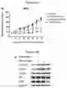 Fig. 04 - Method for preventing or treating tumor diseases with a combination of tyrosine kinase inhibitor and CDK4/6 inhibitor