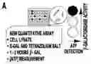 Fig. 01 - Anti-aging compounds