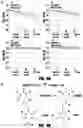 Fig. 05 - Anti-aging compounds