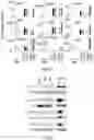 Fig. 08 - Methods for treating B cell proliferative disorders