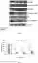Fig. 09 - Chemotherapeutic drug composition