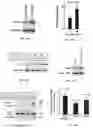 Fig. 17 - Methods for inhibiting muscle atrophy