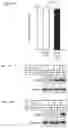 Fig. 20 - Methods for inhibiting muscle atrophy
