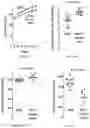 Fig. 26 - Methods for inhibiting muscle atrophy