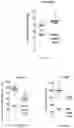 Fig. 28 - Methods for inhibiting muscle atrophy
