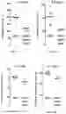Fig. 30 - Methods for inhibiting muscle atrophy