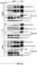 Fig. 06 - METHODS AND COMPOSITIONS FOR TREATING DISORDERS ASSOCIATED WITH MUSCLE WEAKNESS
