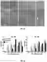 Fig. 08 - METHODS AND COMPOSITIONS FOR TREATING DISORDERS ASSOCIATED WITH MUSCLE WEAKNESS