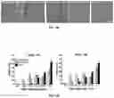 Fig. 22 - METHODS AND COMPOSITIONS FOR TREATING DISORDERS ASSOCIATED WITH MUSCLE WEAKNESS