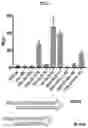 Fig. 02 - RIG-I AGONISTS AND METHODS USING SAME