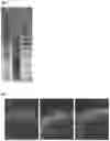 Fig. 02 - Compositions prepared from poultry and methods of their use