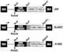 Fig. 01 - IL13Ra2-binding chimeric antigen receptors