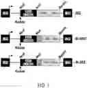 Fig. 02 - IL13Ra2-binding chimeric antigen receptors