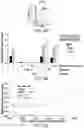 Fig. 06 - IL13Ra2-binding chimeric antigen receptors
