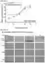 Fig. 22 - Engineering stem cells for cancer therapy