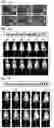 Fig. 40 - Engineering stem cells for cancer therapy