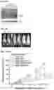 Fig. 43 - Engineering stem cells for cancer therapy