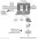 Fig. 01 - METHODS FOR MAKING AND USING DEDIFFERENTIATED AND STEM-LIKE HUMAN CELLS