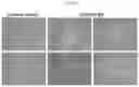 Fig. 08 - METHODS FOR MAKING AND USING DEDIFFERENTIATED AND STEM-LIKE HUMAN CELLS
