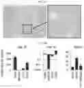 Fig. 22 - METHODS FOR MAKING AND USING DEDIFFERENTIATED AND STEM-LIKE HUMAN CELLS