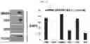 Fig. 25 - METHODS FOR MAKING AND USING DEDIFFERENTIATED AND STEM-LIKE HUMAN CELLS
