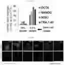 Fig. 29 - METHODS FOR MAKING AND USING DEDIFFERENTIATED AND STEM-LIKE HUMAN CELLS