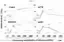 Fig. 31 - METHODS FOR MAKING AND USING DEDIFFERENTIATED AND STEM-LIKE HUMAN CELLS