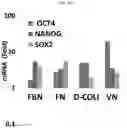 Fig. 33 - METHODS FOR MAKING AND USING DEDIFFERENTIATED AND STEM-LIKE HUMAN CELLS
