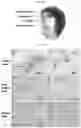 Fig. 40 - METHODS FOR MAKING AND USING DEDIFFERENTIATED AND STEM-LIKE HUMAN CELLS