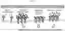 Fig. 43 - METHODS FOR MAKING AND USING DEDIFFERENTIATED AND STEM-LIKE HUMAN CELLS
