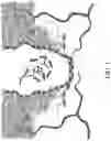 Fig. 02 - Treatment and compound for epithelial wounds