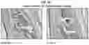 Fig. 64 - Compositions comprising bacterial strains