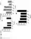 Fig. 43 - Probiotic compositions containing clostridiales for inhibiting inflammation