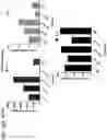 Fig. 51 - Probiotic compositions containing clostridiales for inhibiting inflammation