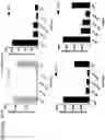 Fig. 62 - Probiotic compositions containing clostridiales for inhibiting inflammation