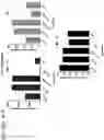 Fig. 63 - Probiotic compositions containing clostridiales for inhibiting inflammation