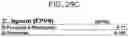 Fig. 77 - Probiotic compositions containing clostridiales for inhibiting inflammation