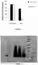 Fig. 03 - METHOD OF TREATING OVERWEIGHT OR OBESITY COMPRISING ADMINISTERING A PLEUROTUS OSTREATUS MUSHROOM EXTRACT OR A COMPOSITION COMPRISING A PLEUROTUS OSTRETUS MUSHROOM EXTRACT