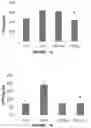 Fig. 12 - METHOD OF TREATING OVERWEIGHT OR OBESITY COMPRISING ADMINISTERING A PLEUROTUS OSTREATUS MUSHROOM EXTRACT OR A COMPOSITION COMPRISING A PLEUROTUS OSTRETUS MUSHROOM EXTRACT