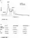 Fig. 16 - METHOD OF TREATING OVERWEIGHT OR OBESITY COMPRISING ADMINISTERING A PLEUROTUS OSTREATUS MUSHROOM EXTRACT OR A COMPOSITION COMPRISING A PLEUROTUS OSTRETUS MUSHROOM EXTRACT