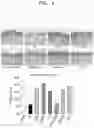 Fig. 05 - Method of treating dry eye syndrome using pharmaceutical composition having extract of or fraction thereof