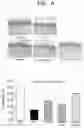 Fig. 08 - Method of treating dry eye syndrome using pharmaceutical composition having extract of or fraction thereof